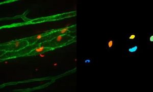 Diseñan un nuevo sistema de visión artificial para analizar células en videos de microscopía