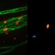 Diseñan un nuevo sistema de visión artificial para analizar células en videos de microscopía