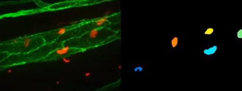 Diseñan un nuevo sistema de visión artificial para analizar células en videos de microscopía